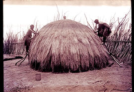 Swaziland, 1933. Swazis building a hut.