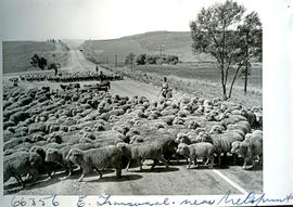 "Nelspruit district, 1957. Herding sheep in road."