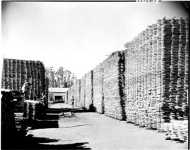 Tzaneen district, 1952. Sawn boards at Politsi saw mill.