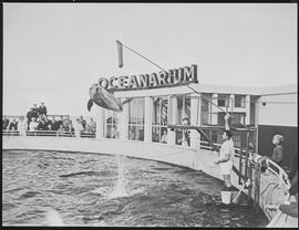 Port Elizabeth, 1965. Dolphin leaping at oceanarium.