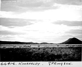 "Kimberley district, 1956. Springbok."