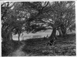 Circa 1902. Construction Durban - Mtubatuba: Wild fig trees on the Tugela River bank. (Album on Z...