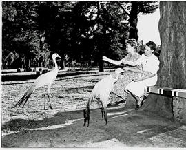 Bethlehem district, 1946. Feeding birds at kloof.