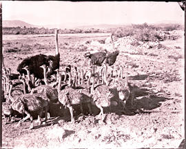 Ostriches with chickens.