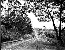 "Pongola district, 1952. Road to Ndumu game reserve."