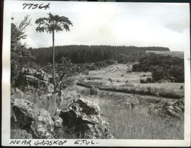 "Graskop district, 1968. Gravel road through forested area."