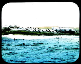 Cape Town. Seal Island.
