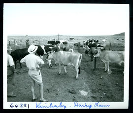 "Kimberley district, 1956. Dairy farm."