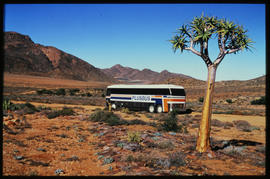 
SAR MCI PLUSBUS tour bus near quiver tree. See BF394_08.
