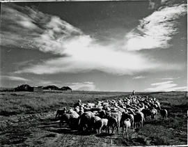 Bethlehem district, 1957. Sheep.