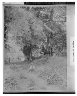 Circa 1902. Construction Durban - Mtubatuba: Wild fig trees on the Tugela River. (Album on Zulula...