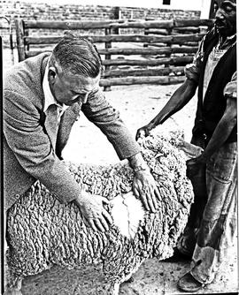 Graaff-Reinet district, 1950. Merino sheep.