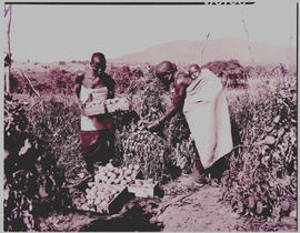Tzaneen district, 1952. Picking tomatoes.