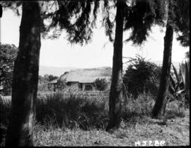 Tzaneen district, 1934. Duiwelskloof, thatched cottage.