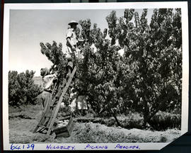 "Wolseley district, 1955. Picking peaches."