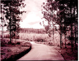Tzaneen district, 1951. Country road.