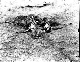 "Hluhluwe district, 1967. Cheetahs at a kill in Hluhluwe Reserve."