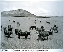 "Ladysmith district, 1957. Cattle."