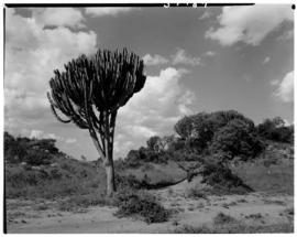 Louis Trichardt district, 1951. Euphorbia tree.