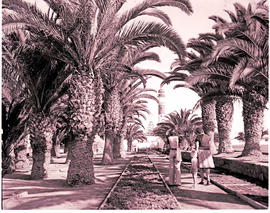 Swakopmund, South-West Africa, 1976. Lane of palms and lighthouse.