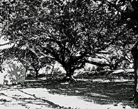 Franschhoek District, 1950. La Cotte Oak tree 200 years old.