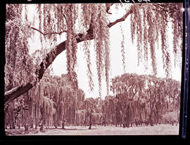 "Klerksdorp, 1938. Willow trees in public park."
