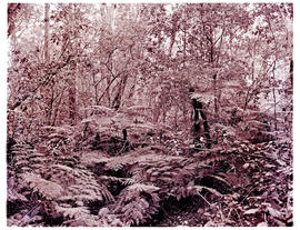 "Knysna district, 1954. Forest."