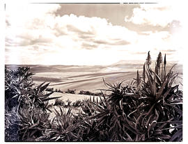 Transkei, 1952. Landscape