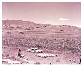 "Bethlehem district, 1963. Buckwheat field."