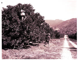 "Nelspruit district, 1968. Picking oranges."