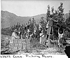 Paarl district, 1955. Picking pears.