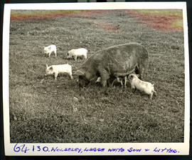 "Wolseley district, 1955. Sow with litter."