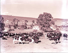 "Umtata district, 1952. Cattle near Libode."