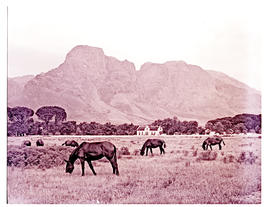 Paarl district, 1952. Horses at Boschendal with farmstead in the distance.