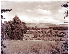Tzaneen district, 1951. Fruit orchards.