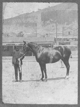 Horse with handler.