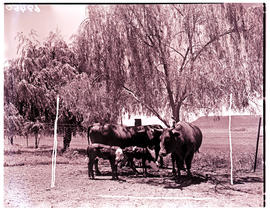 "Ladymith district, 1961. Cattle."