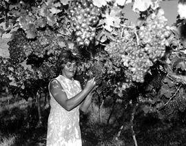 De Doorns, 1970. Grapes in the Hex River valley.