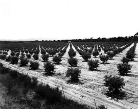 De Doorns, 1950. Guava orchard in the Hex River valley.