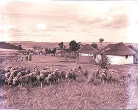 "Butterworth district, 1952. Flock of sheep at kraal near Idutywa."