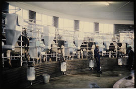 Mechanical milking of cow at dairy.