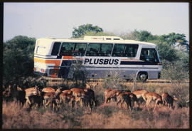 SAR Plusbus motor coach in game park with impala in the foreground.