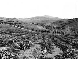 Tzaneen district, 1970. Tea plantations.