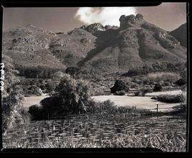 Cape Town, 1939. Kirstenbosch botanical garden.