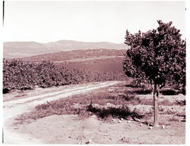 "Nelspruit district, 1968. Citrus grove."