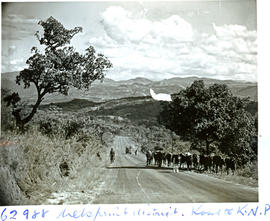 "Nelspruit district, 1954. Road to Kruger National Park."