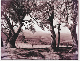 "Knysna district, 1952. View from forest road."