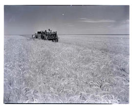"Kroonstad district, 1946. Reaping wheat."