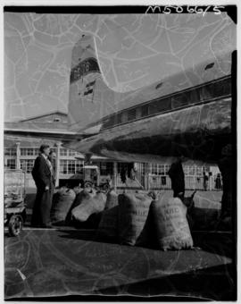 Johannesburg, June 1959. Jan Smuts Airport.Karakul pelts arriving from Windhoek by SAA DC-4 and r...