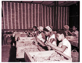 Paarl, 1963. Sorting grapes.